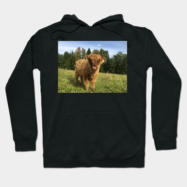 Scottish Highland Cattle Calf 1523 Hoodie by SaarelaHighland